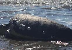 Çanakkale’de karaya vuran caretta caretta kurtarıldı