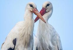Yaren leyleğin eşi Nazlı geldi