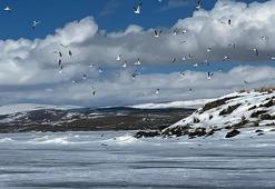 Çıldır Gölü’ne martılar erken geldi, buzla karşılaştı