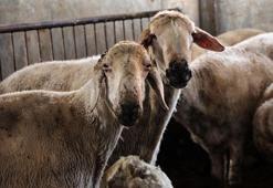 'Kırsalda Bereket, Küçükbaşa Destek projesi ile hayvancılıkta verim ve kalite artacak’