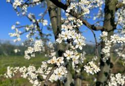 Meyve ağaçları çiçek açtı, çiftçi zirai dondan endişeli