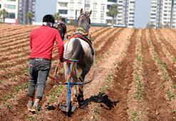 Atlara bağladığı sapanlarla yabani otları temizledi; tepkilere yol açtı