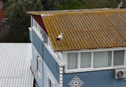 Yaren leyleğin 20 gün erken gelen eşi Nazlı dron kamerasında