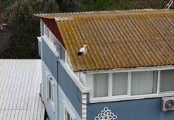 Yaren leyleğin 20 gün erken gelen eşi Nazlı dron kamerasında