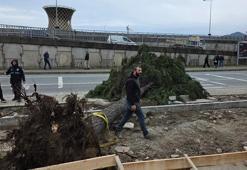 Rize’de fırtına; yol kenarındaki ağaçlar devrildi
