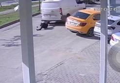 Yolun ortasında cep telefonu ile ilgilenen yayaya kamyonet çarptı