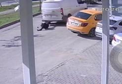 Yolun ortasında cep telefonu ile ilgilenen yayaya kamyonet çarptı