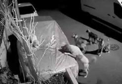 Başakşehir ve Beylikdüzü’nde sokak köpeklerinin saldırısı kamerada