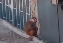Kadıköy'de iş yerinden kaçıp çatılarda dolaşan makak maymunu koruma altına alındı