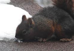 Uludağ'da kar ile susuzluğunu gideren sincap kamerada