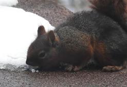 Uludağ'da kar ile susuzluğunu gideren sincap kamerada