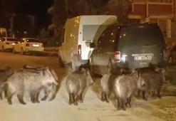 Hatay'da yaban domuzu sürüsü yerleşim yerine indi