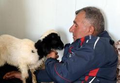 Annesi ölen 20 günlük kuzuyu evinde biberonla besliyor