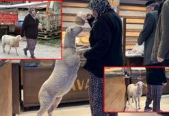 Kuzu 'Çorap', yanından ayrılmadığı sahibi ile pide sırasına giriyor