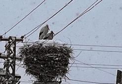 Ardahan'a erken gelen leylekler kara yakalandı