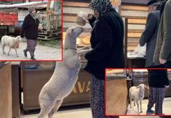 Kuzu 'Çorap', yanından ayrılmadığı sahibi ile pide sırasına giriyor