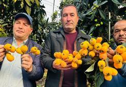 Mersin'de hasadına başlanan turfanda yenidünya kilosu bin 500 TL'ye ihraç ediliyor