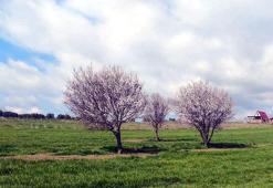 Şarköy'de badem ağaçları çiçek açtı