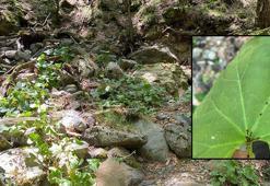 Kaz Dağları'nda yeni bir böcek türü keşfedildi