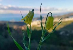 Kuşadası'nda 'ağlayan gelinler' çiçek açmaya başladı