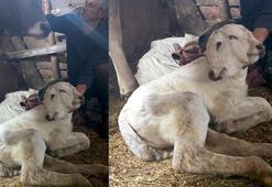 Erzurum'da çift başlı buzağı dünyaya geldi