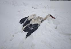 Yuvasından düşüp, kanatları donan leyleği kurtardı