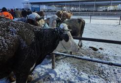 Kış şartları, Türkiye'nin en büyük hayvan pazarını olumsuz etkiledi