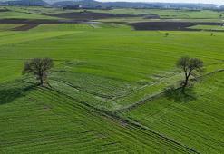 Edirne'de yağışların ardından doğru tarım uygulamalarıyla yüksek rekolte bekleniyor