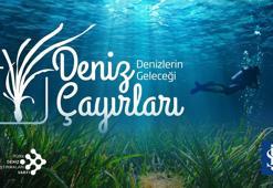 ‘Deniz çayırları iklim değişikliği, kirlilik gibi nedenlerle ciddi oranda azalıyor’