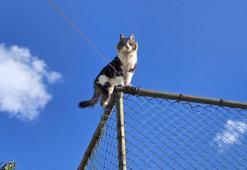 Tel çitte mahsur kalan kediyi belediye ekibi kurtardı
