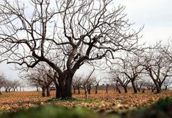 Metrekareye 413 kilogram yağış düşen Gaziantep’te ‘yeşil altın’ için yüksek rekolte beklentisi