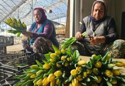 Kadınlar Günü'ne özel suda lale üretimi