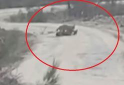 Vaşak, yaralı karacayı yerken görüntülendi