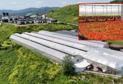 Samsun’da çöpten elde edilen ısıyla seralarda çiçek üretiliyor