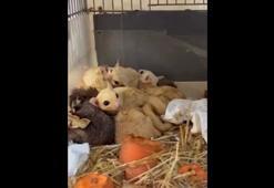 Isparta'da 33 şeker planörü ve 2 Arap tavşanı ele geçirildi