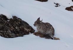 Vaşak, avlanırken görüntülendi