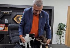 Başkanın makamı Mia ve Fındık’ın yuvası oldu