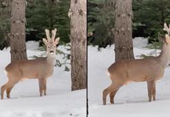 Karla kaplı ormanda karaca görüntülendi