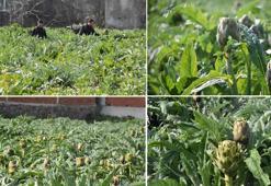 İzmir Menemen’de enginar hasadı başladı