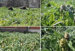 İzmir Menemen’de enginar hasadı başladı