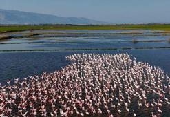 Söke'de su altında kalan tarım arazilerindeki flamingolar dron ile görüntülendi
