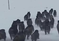 Köye inen kurtlar köpeği alıp götürdü