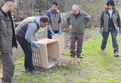 10 yaban ördeği ve tilki, tedavileri sonrası doğaya bırakıldı