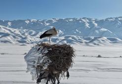 Karla kaplı ovada yuvasındaki leylek görüntülendi