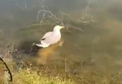 ‘Bulut’ isimli yaralı martı, bakımının ardından doğaya bırakıldı