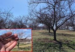 Zirai dondan etkilenen kayısıda bu yıl yüksek verim bekleniyor