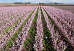 Amik Ovası'nda meyve bahçeleri görsel güzellik oluşturdu