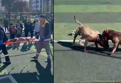 Sultangazi’de futbol sahasında pitbullar birbirine saldırdı