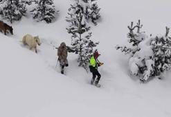 Karda mahsur kalan hayvanları köyün gençleri kurtardı
