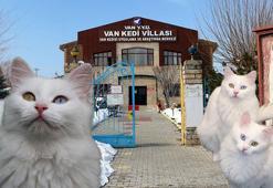Van Kedi Villası'nın, yeni üyeleri için hazırlıklar başladı